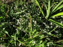 Corrigiola telephiifolia - Habit - Click to enlarge!
