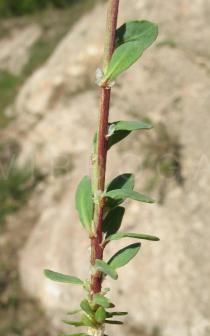 Corrigiola telephiifolia - Leaf insertion - Click to enlarge!