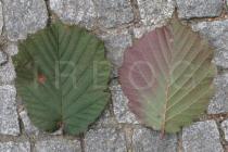 Corylus americana - Upper and lower surface of leaf - Click to enlarge!