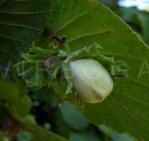 Corylus avellana - Unripe fruit - Click to enlarge!