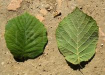 Corylus avellana - Upper and lower surface of leaf - Click to enlarge!