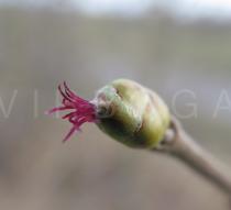 Corylus avellana - Female flower - Click to enlarge!