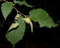 Corylus cornuta - Ripening fruit - Click to enlarge!
