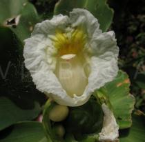 Costus dubius - Flower - Click to enlarge!