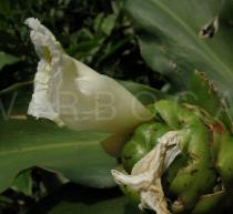 Costus dubius - Flowers, side view - Click to enlarge!
