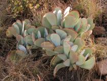 Cotyledon orbiculata - Habit - Click to enlarge!