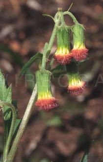 Crassocephalum crepidioides - Flower buds - Click to enlarge!