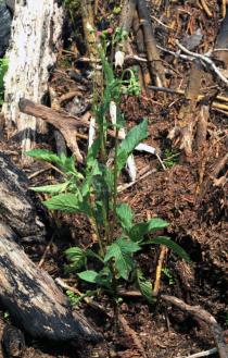 Crassocephalum crepidioides - Solitary plant - Click to enlarge!