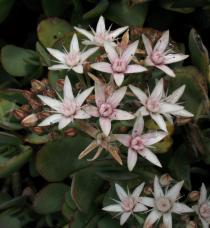Crassula arborea - Flowers - Click to enlarge!