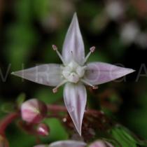 Crassula multicava - Flower - Click to enlarge!