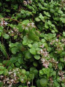 Crassula multicava - Flowering plants - Click to enlarge!