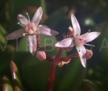Crassula ovata - Flowers close-up - Click to enlarge!