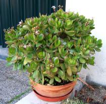 Crassula ovata - Habit, ornamental plant - Click to enlarge!