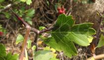 Crataegus monogyna - Leaf and thorns - Click to enlarge!