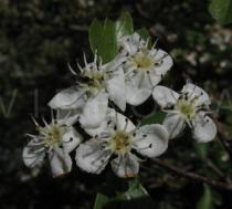 Crataegus monogyna - Flowers - Click to enlarge!
