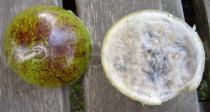 Crescentia cujete - Fruit - Click to enlarge!