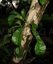Crescentia cujete - Foliage - Click to enlarge!