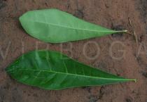 Crescentia cujete - Upper and lower surface of leaf - Click to enlarge!