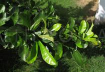Crescentia cujete - Foliage - Click to enlarge!