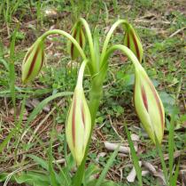 Crinum ornatum - Flower buds - Click to enlarge!
