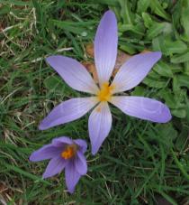 Crocus serotinus - Flower, view from above - Click to enlarge!