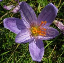 Crocus speciosus - Flower - Click to enlarge!