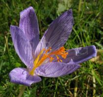Crocus speciosus - Flower, side view - Click to enlarge!
