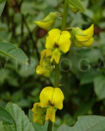Crotalaria assamica - Flowers - Click to enlarge!