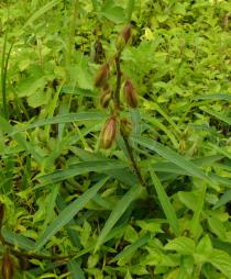 Crotalaria calycina - Habit - Click to enlarge!