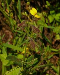 Crotalaria ferruginea - Inflorescence - Click to enlarge!