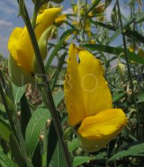 Crotalaria juncea - Flower - Click to enlarge!