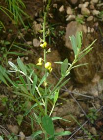 Crotalaria linifolia - Branch - Click to enlarge!