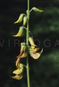 Crotalaria pallida - Flowers - Click to enlarge!