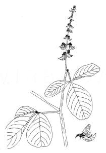 Crotalaria pallida - Click to enlarge!