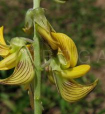 Crotalaria pallida - Flower, side view - Click to enlarge!