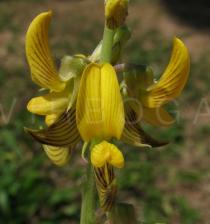Crotalaria pallida - Flower - Click to enlarge!