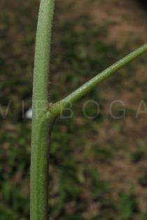 Crotalaria pallida - Leaf insertion - Click to enlarge!