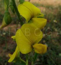 Crotalaria retusa - Flower - Click to enlarge!