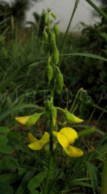 Crotalaria retusa - Inflorescence - Click to enlarge!