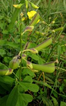 Crotalaria retusa - Pods - Click to enlarge!