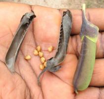 Crotalaria retusa - Opened pod and seeds - Click to enlarge!