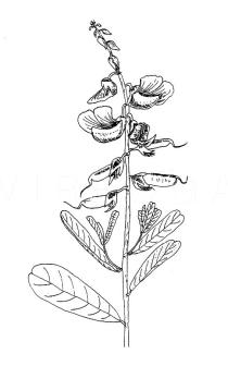 Crotalaria retusa - Click to enlarge!