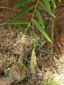 Crotalaria tetragona - Branch with infructescences - Click to enlarge!