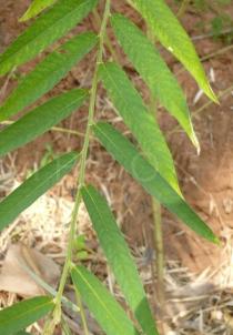 Crotalaria tetragona - Leaves - Click to enlarge!