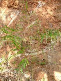 Crotalaria tetragona - Habit - Click to enlarge!