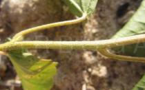 Croton glandulosus - Leaf insertion - Click to enlarge!