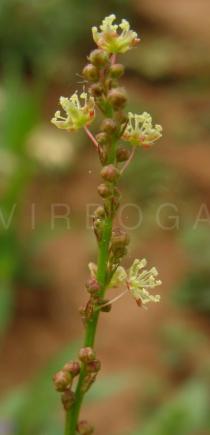 Croton lobatus - Inflorescence - Click to enlarge!