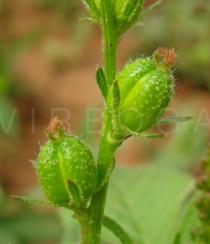 Croton lobatus - Fruits - Click to enlarge!