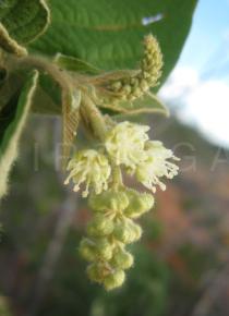 Croton sonderianus - Infructescence - Click to enlarge!