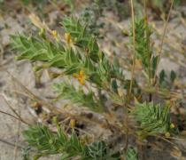 Crucianella maritima - Flowering branch - Click to enlarge!